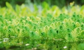 绿藻