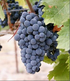 梅洛红葡萄品种