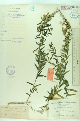 黄芩
