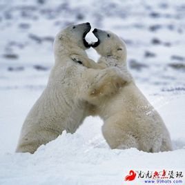生存斗争