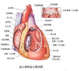 右心室