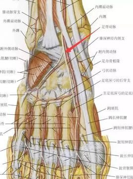 足背动脉位置示意图图片
