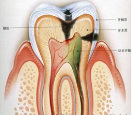 牙槽骨