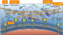 细胞外基质