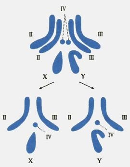 染色体组