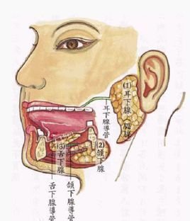 舌顶上颚的位置图片图片