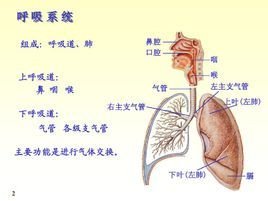 呼吸系统