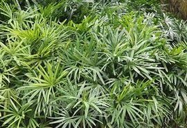 细叶棕竹_360百科