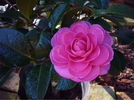 乱世佳人(茶花品种)_360百科