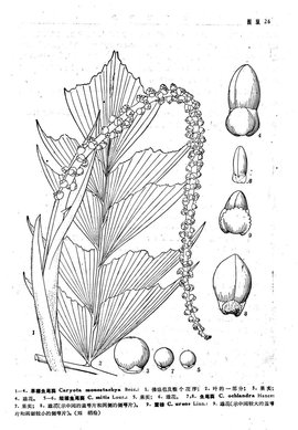 散尾葵植物科学画图片