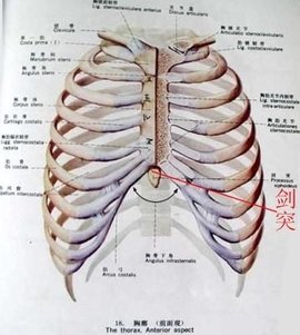 剑突凸起是什么原因图片