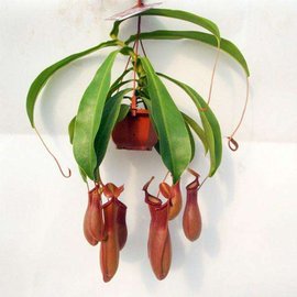 红瓶猪笼草_360百科