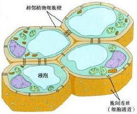 植物细胞壁