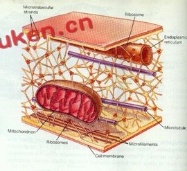 细胞骨架
