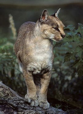 非洲狞猫