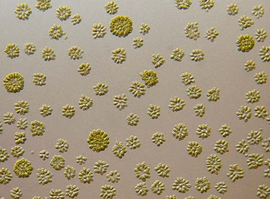 单细胞藻类