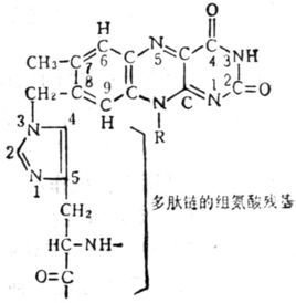 琥珀酸脱氢酶