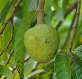 牛心番荔枝_360百科