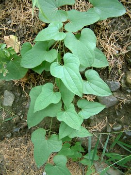 野山药