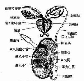 附睾头囊肿在哪里图片