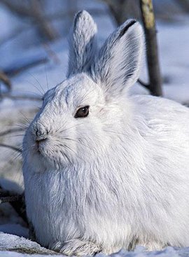 绵头雪兔子图片