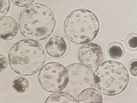 卵母细胞