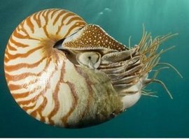 鹦鹉螺