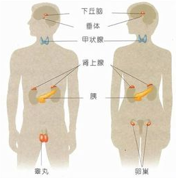 荷尔蒙