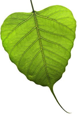 菩提叶