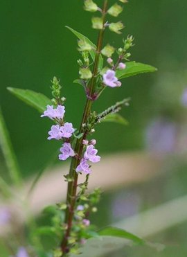 小鱼仙草(唇形科石荠苎属植物)_360百科