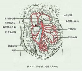 肠系膜