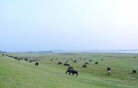 平沙岛