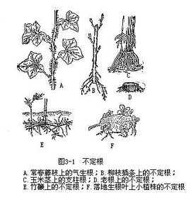 不定根_360百科