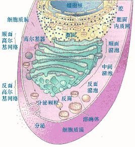 内膜系统