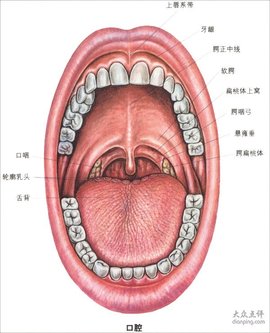口咽