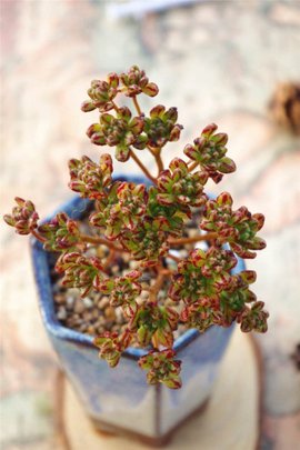小人祭(景天科莲花掌属多肉植物)_360百科