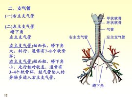 支气管
