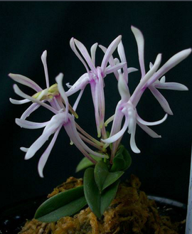 风兰(兰科风兰属植物)_360百科