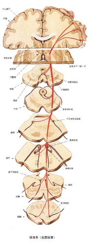皮质核束传导示意图图片