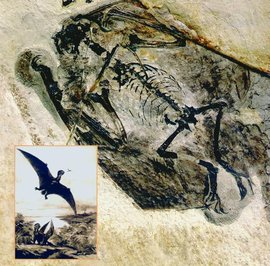 热河翼龙_360百科