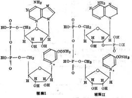 乳酸脱氢酶