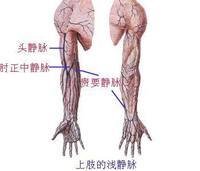 贵要静脉