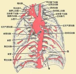 胸主动脉