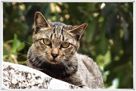 狸猫(猫科动物)_360百科