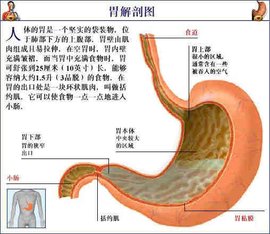 胃黏膜