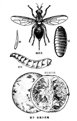 柑橘小实蝇