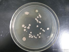 地衣芽孢杆菌