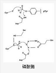 磷酸酶