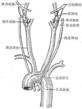 颈静脉沟的解剖结构图图片