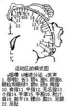 运动区